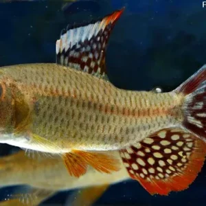 Tetra Vela (Crenuchus spilurus)