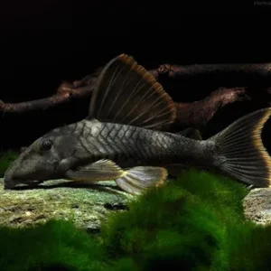 Cascudo Peckoltia / Aba Laranja L076
