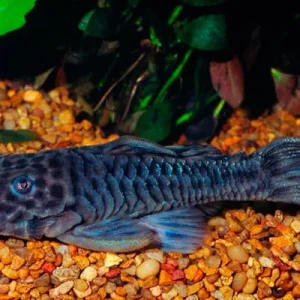 Cascudo Borracha L056 / Pseudancistrus sp. L056