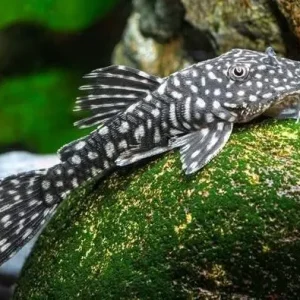 Cascudo Genisetiger 7-9cm / Pseudancistrus genisetiger