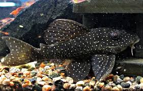 Cascudo L073 8-9cm / Angelicus Pleco