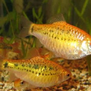 Barbo Ouro / 10 UNIDADES