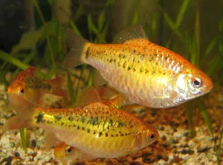 Barbo Ouro / 10 UNIDADES