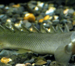 Polypterus Senegalus 8-10cm