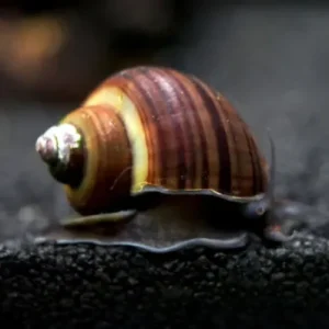 Curbicula Ampularia Preta
