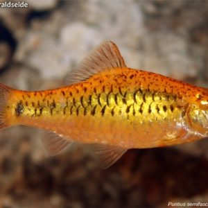 Barbo Ouro / Barbodes semifasciolatus