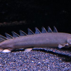Polypterus Senegalus 10-12cm