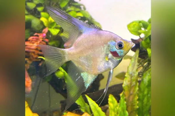 Acará Bandeira Blue Paraíba