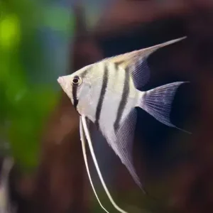 Acara Bandeira Mistos 6cm (Tamanhos e Padrões Variados)