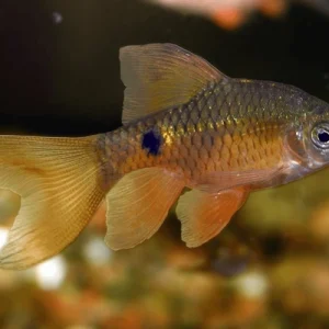 Barbo Conchônio Amarelo Veu / 10 unidades