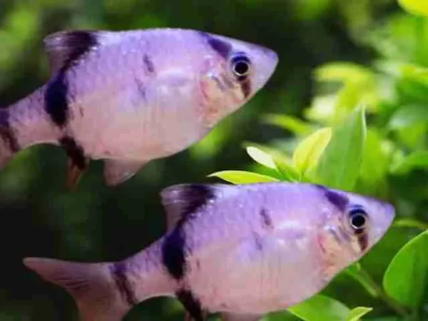 Barbus Sumatra Panda / Puntius Tetrazona