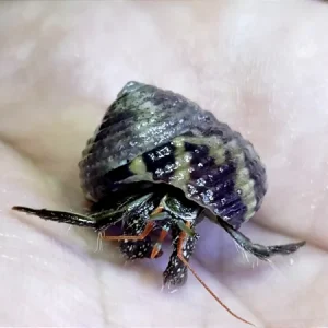 Mini Paguro