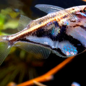 Peixe Borboleta / Carnegiella strigata