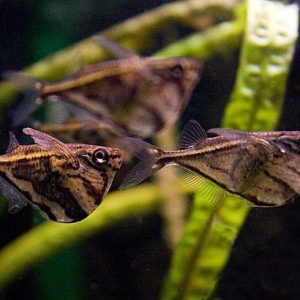 Peixe Borboleta / Carnegiella strigata - 5 unidades