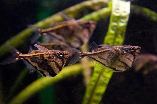 Peixe Borboleta / Carnegiella strigata - 5 unidades