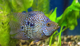 Papa Texas blue 12-14cm / Herichthys carpintis