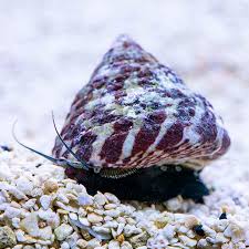 Turbo Snail / Trochus sp.