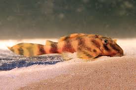 Cascudo Peckoltia sp. (L069) - Laranja Preto 14 cm