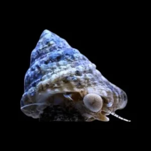 Caracol Astraea / Lithopoma tectum