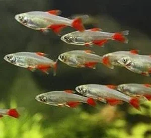 Enfermeirinha / 10 unidades