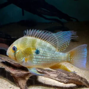 Geophagus Heckelli 8cm / Acarichthys heckelii