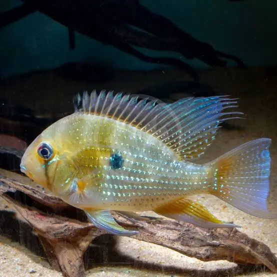 Geophagus Heckelli 8cm / Acarichthys heckelii