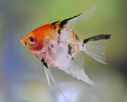 Acara Bandeira Red Koi