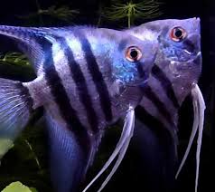 Acará Bandeira Azul Zebra