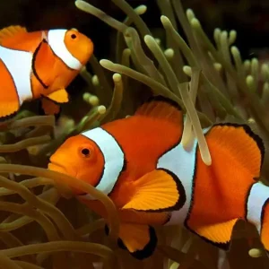 Peixe-palhaço (Amphiprion ocellaris)