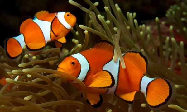 Peixe-palhaço (Amphiprion ocellaris)