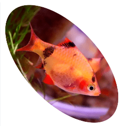 Barbus Sumatra Red