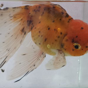 Kinguio Oranda Calico Matriz Seleiconado 20cm