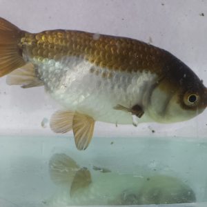 Kinguio Ranchu Black/Withe 16cm