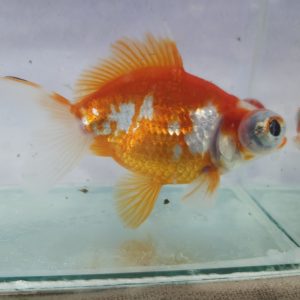 Telescópio Calico Short Tail 16cm