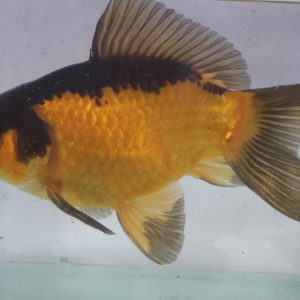 Kinguio Wakin Vermelho Preto 18cm