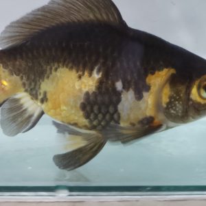 Kinguio Wakin Tricolor 16cm