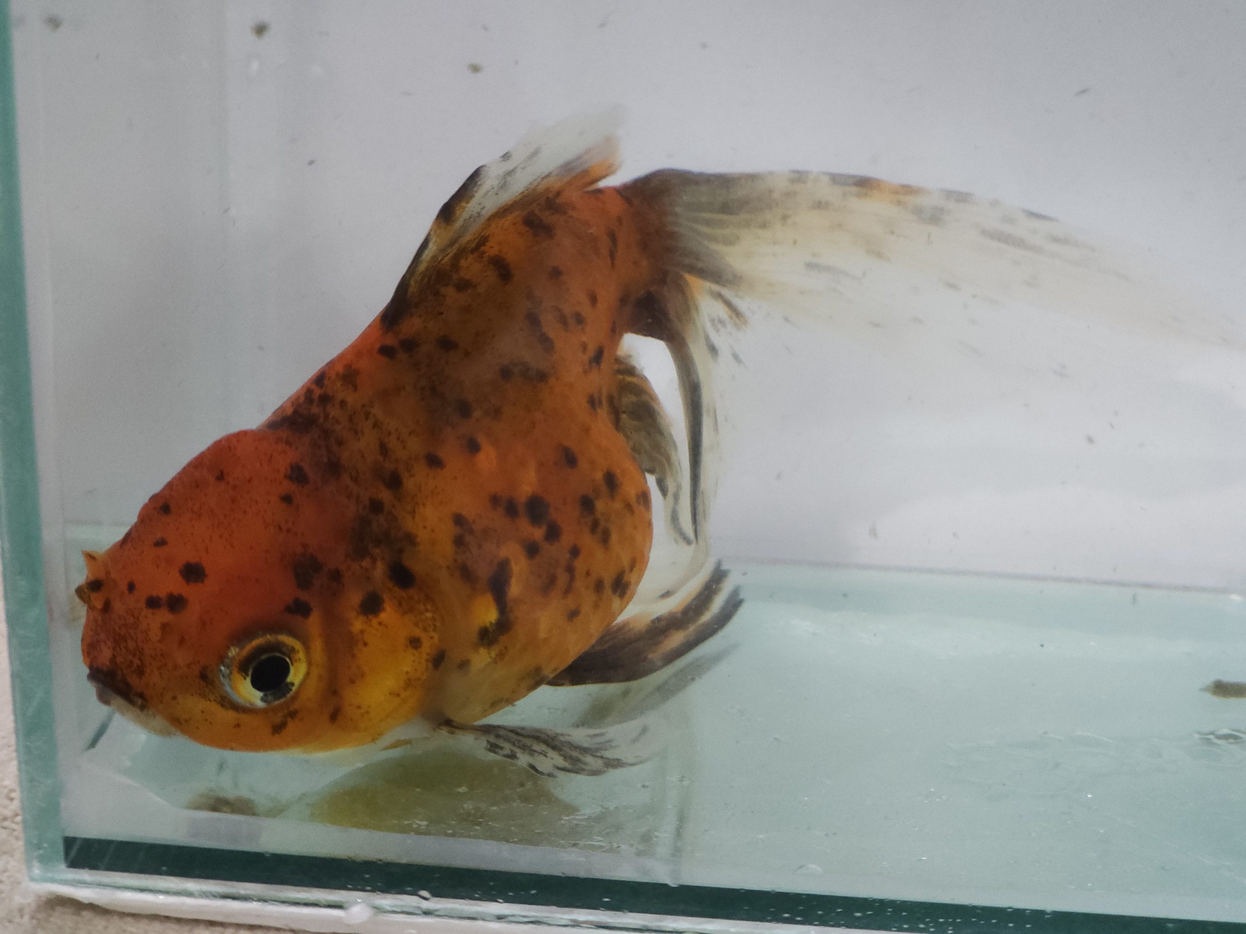Kinguio Oranda Calico 12cm - Imagem 3