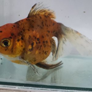 Kinguio Oranda Calico 12cm