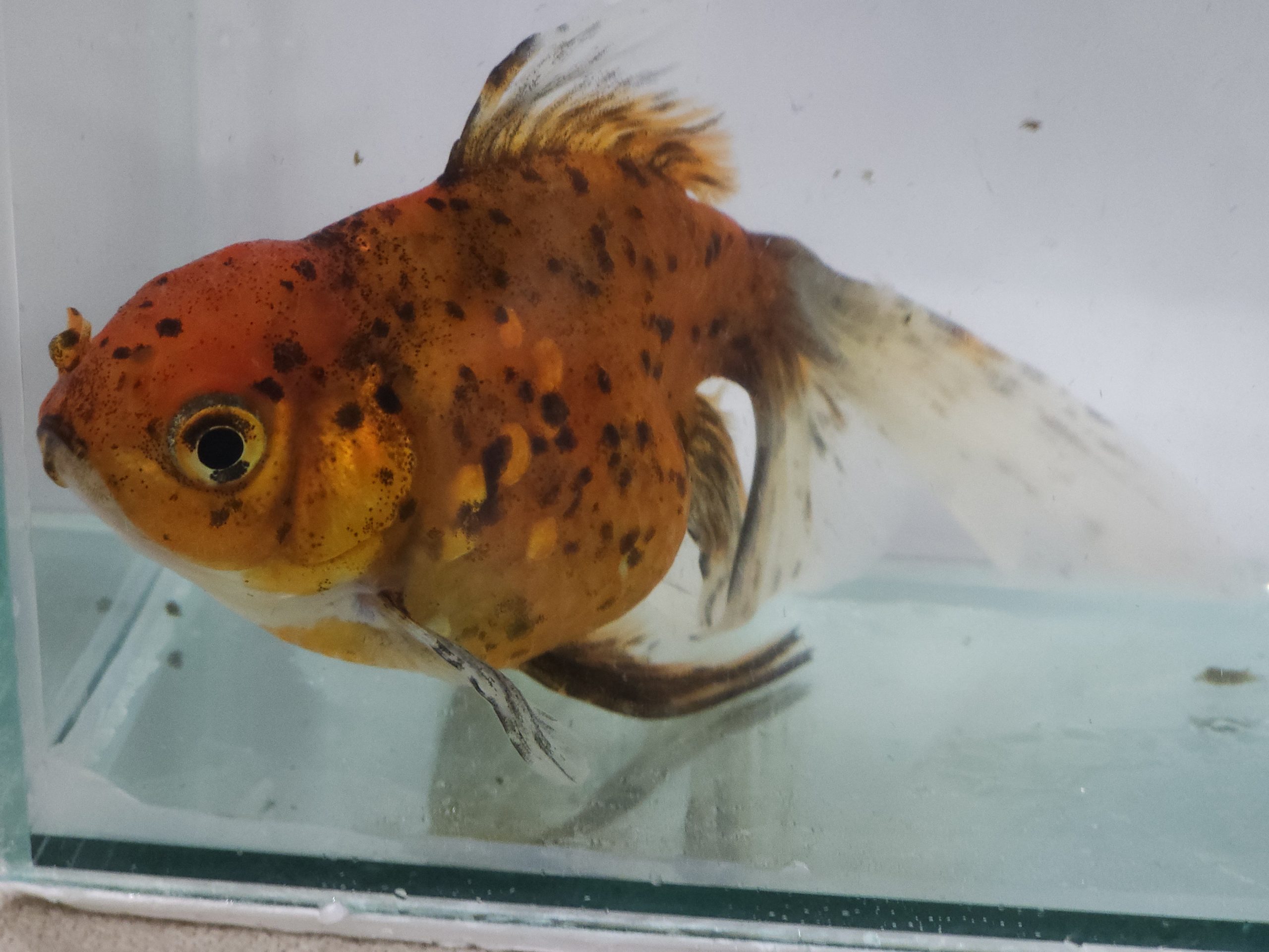 Kinguio Oranda Calico 12cm