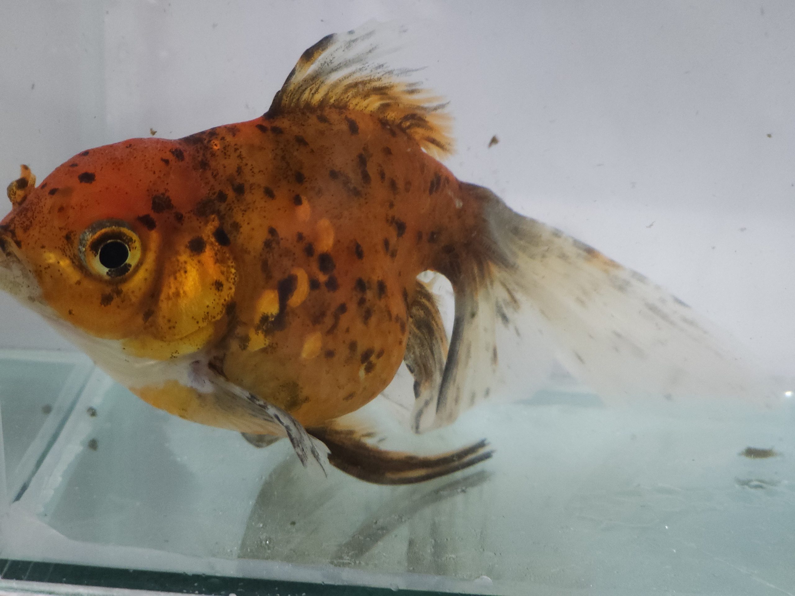 Kinguio Oranda Calico 12cm - Imagem 4