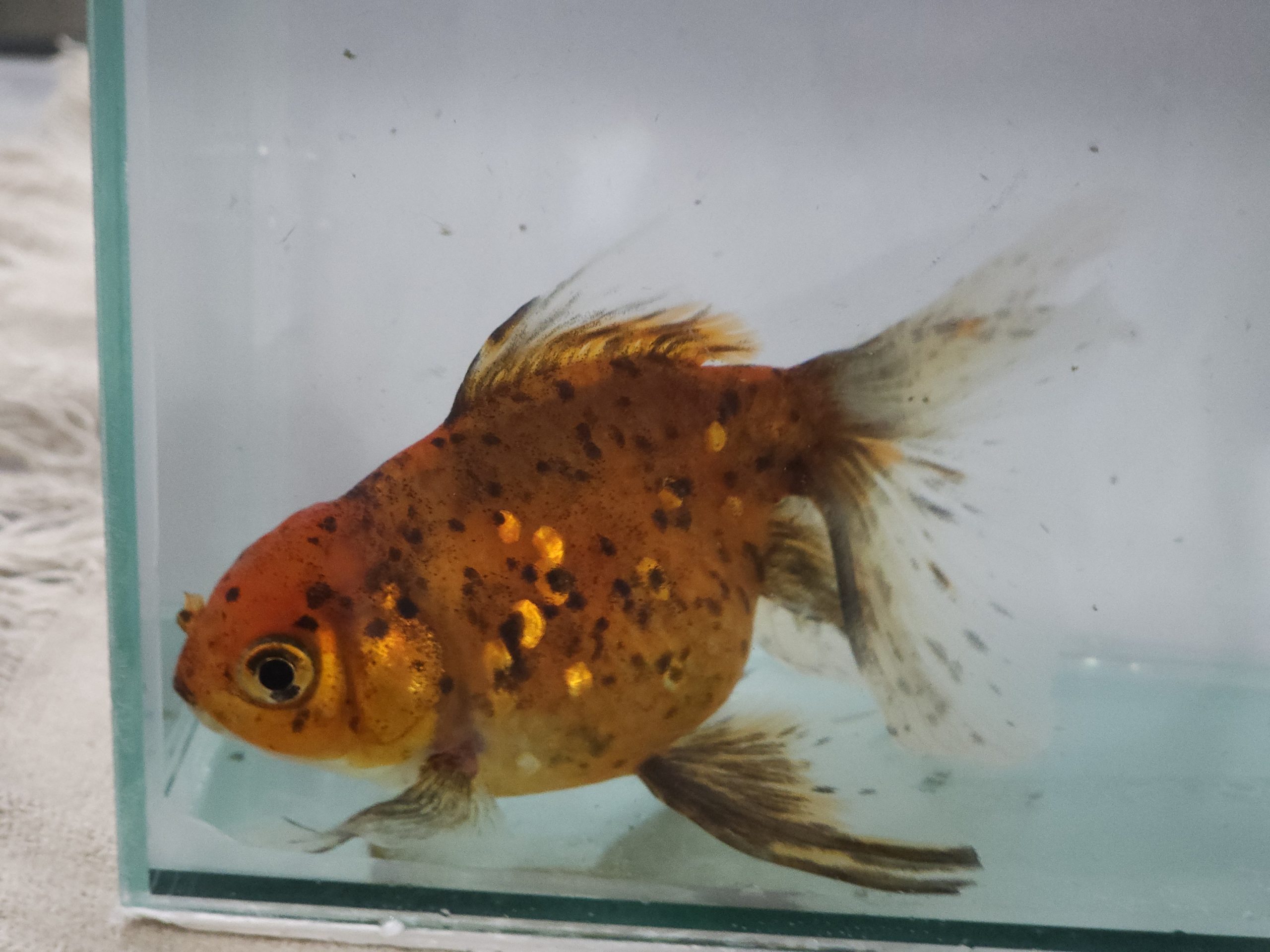 Kinguio Oranda Calico 12cm - Imagem 2