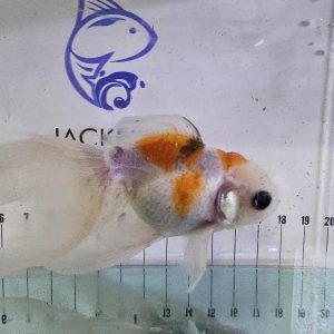 Kinguio Oranda Calico Tricolor 14cm