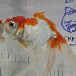 Kinguio Oranda WR Matriz 25cm