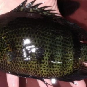 Acara Severum Notatus 16-18cm - PADRAO IMPORTADO (EXCLUSIVO)