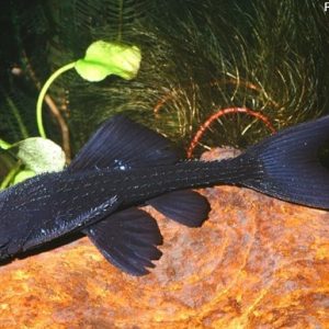 Cascudo Cauda de Lira 40cm (Peixe Exclusivo) / Acanthicus hystrix