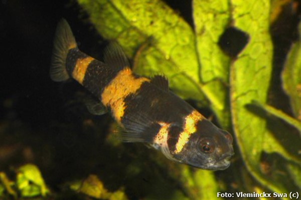 Peixe Abelhinha 1 a 2 cm / Brachygobius doriae - Imagem 2