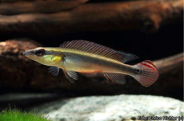 Jacundá 7cm / Crenicichla notophthalmus - Imagem 2