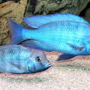 Golfinho Azul 4-6cm / Cyrtocara moorii
