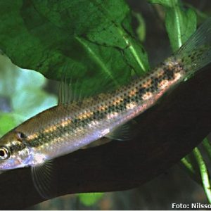 Comedor de algas Chinês (Algae Eater) / Gyrinocheilus aymonieri