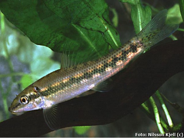 Comedor de algas Chinês (Algae Eater) / Gyrinocheilus aymonieri